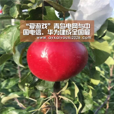 “爱游戏”青岛电网与中国电信、华为建成全国最大5G电网实验网(图3) 爱游戏