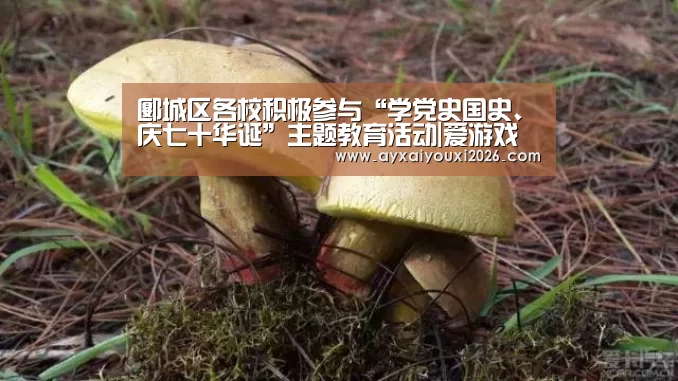 郾城区各校积极参与“学党史国史、庆七十华诞”主题教育活动|爱游戏官方下载(图3) 爱游戏官方下载